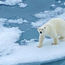 Extraordinary polar bear sightings and more with Lindblad Expeditions